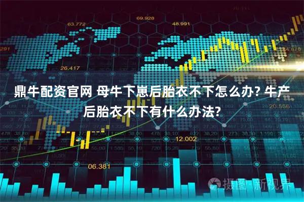 鼎牛配资官网 母牛下崽后胎衣不下怎么办? 牛产后胎衣不下有什么办法?